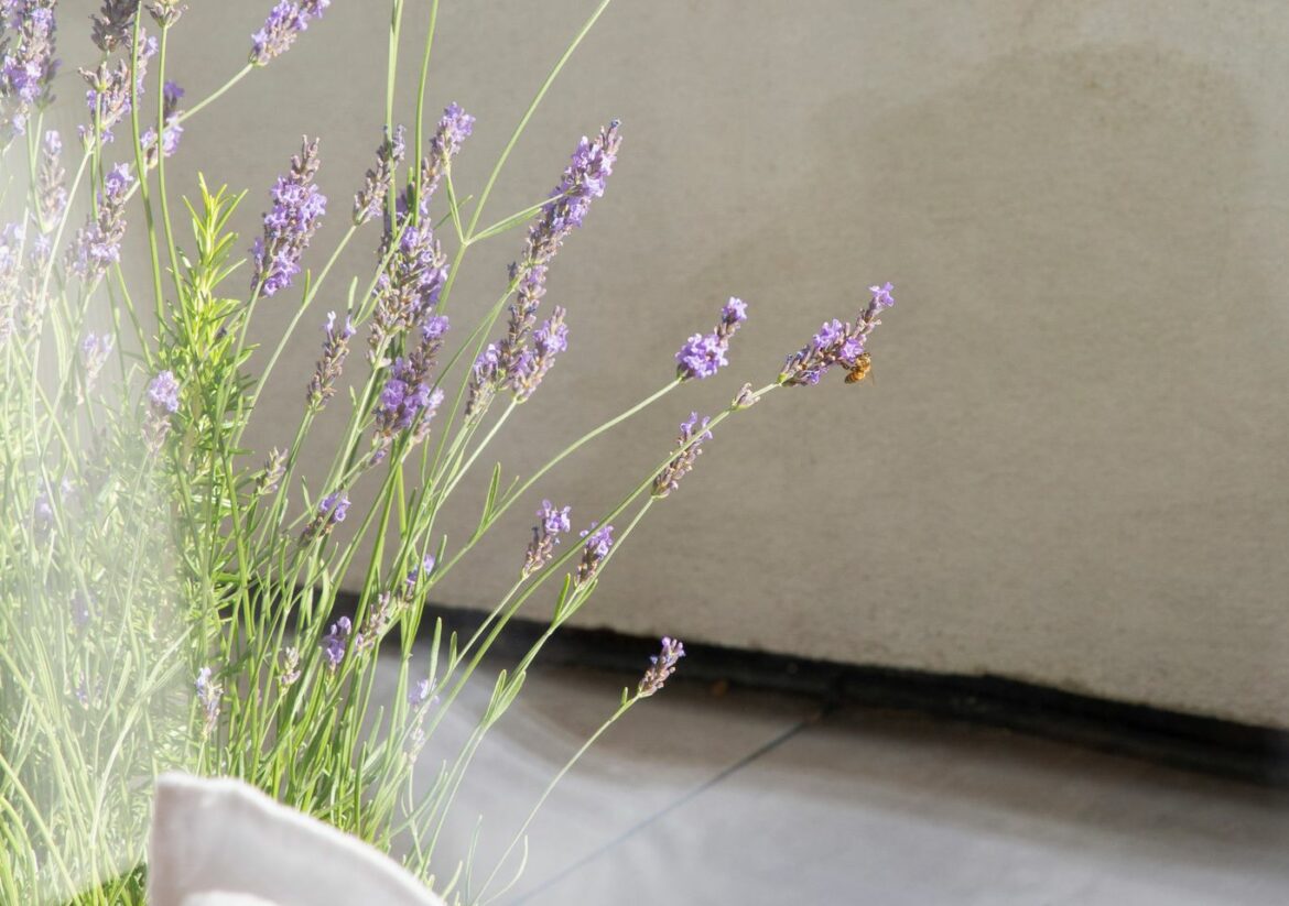 Fleurs de lavande dans un intérieur cosy